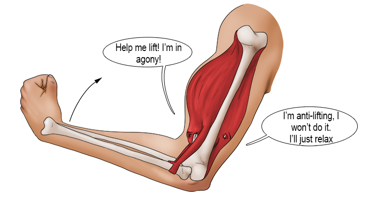 A simple way to remember the agonist and antagonist is to think of one muscle being in agony (agonist) when lifting something heavy. In contrast the relaxed muscle is anti-lifting (antagonist).